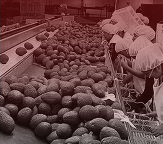 AGROEXPORTACIONES